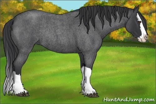 Horse Color:Blue Roan Splash Rabicano 