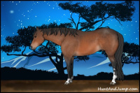 Horse Color:Bay Sabino