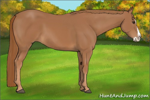 Horse Color:Chestnut Splash 