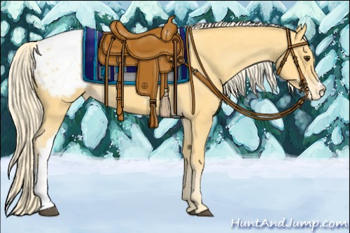 Horse Color:Palomino Appaloosa