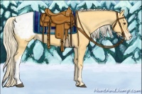 Horse Color:Palomino Appaloosa 