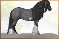 Horse Color:Blue Roan Tobiano Frame 