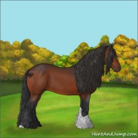 Horse Color:Bay Tobiano 