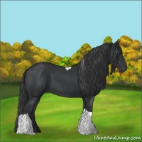 Horse Color:Black Tobiano 