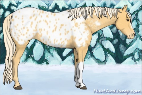 Horse Color:Palomino Near Leopard