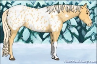 Horse Color:Palomino Near Leopard 
