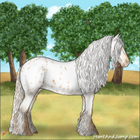 Horse Color:Palomino Appaloosa 