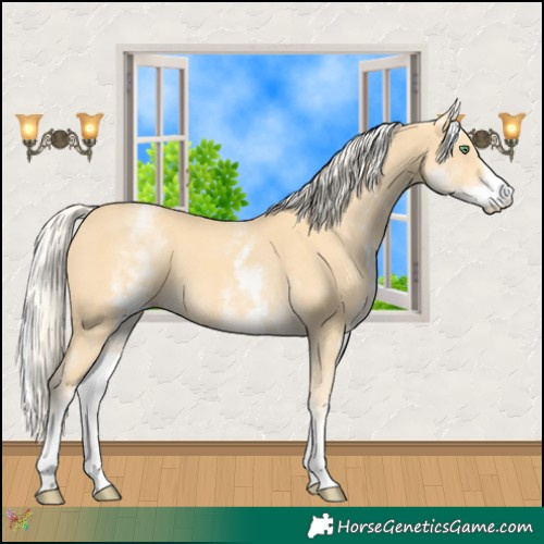 Horse Color:White Spotted Gold Cream Champagne 