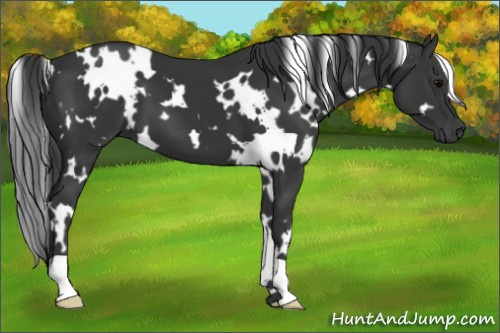 Horse Color:White Spotted Black 