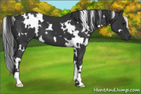 Horse Color:White Spotted Black