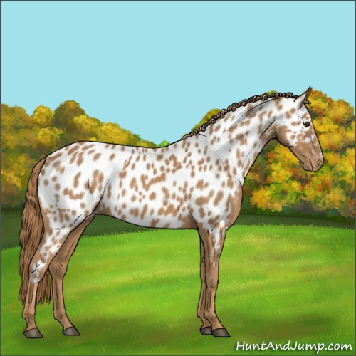 Horse Color:Chestnut Appaloosa