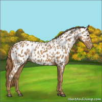 Horse Color:Chestnut Near Leopard 