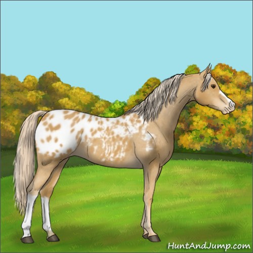 Horse Color:Palomino Appaloosa 