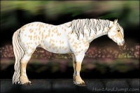 Horse Color:Palomino Near Leopard 
