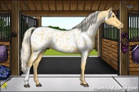 Horse Color:Palomino Near Leopard 