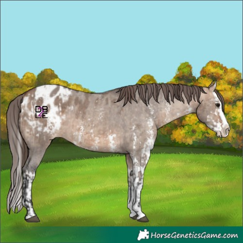 Horse Color:Bay Dun Sabino Splash Appaloosa  and Bay Dun Sabino Splash Appaloosa 