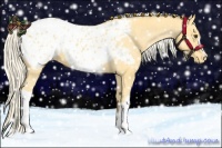 Horse Color:Palomino Appaloosa 