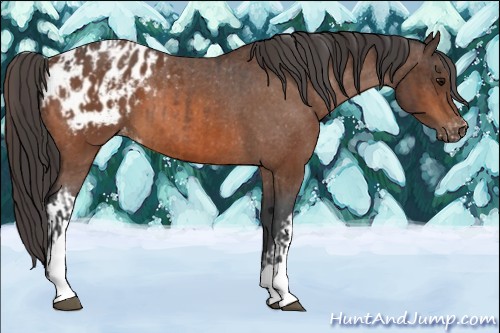 Horse Color:Bay Appaloosa  and Bay Appaloosa 