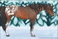 Horse Color:Bay Appaloosa  and Bay Appaloosa 