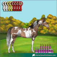 Horse Color:White Spotted Sable Champagne Tobiano Rabicano 