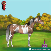 Horse Color:White Spotted Sable Champagne Tobiano Rabicano 