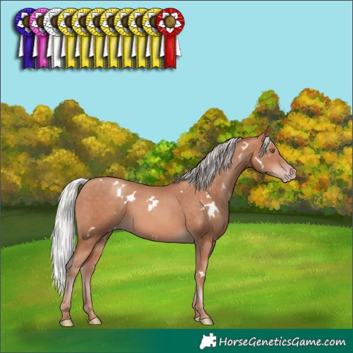 Horse Color:White Spotted Silver Sable Champagne Rabicano 