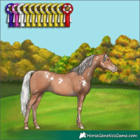 Horse Color:White Spotted Silver Sable Champagne Rabicano
