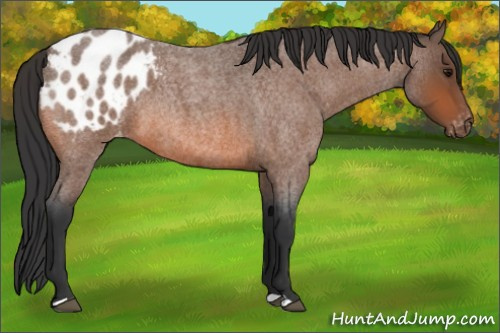 Horse Color:Bay Roan Appaloosa 