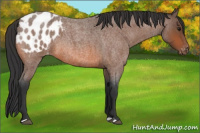 Horse Color:Bay Roan Appaloosa 