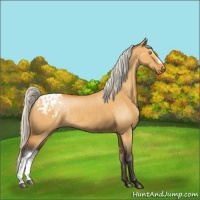 Horse Color:Silver Buckskin Dun Appaloosa Rabicano 