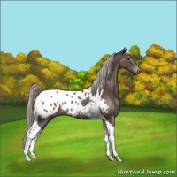 Horse Color:Silver Black Tobiano Appaloosa Rabicano 