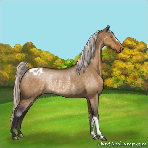 Horse Color:Silver Buckskin Roan Dun Appaloosa Rabicano 