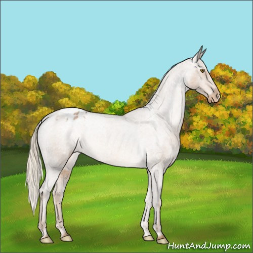 Horse Color:Chocolate Palomino Roan Appaloosa Rabicano 