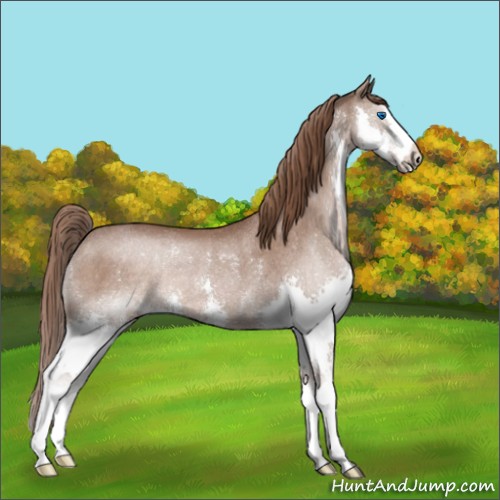 Horse Color:Liver Chestnut Splash Rabicano 