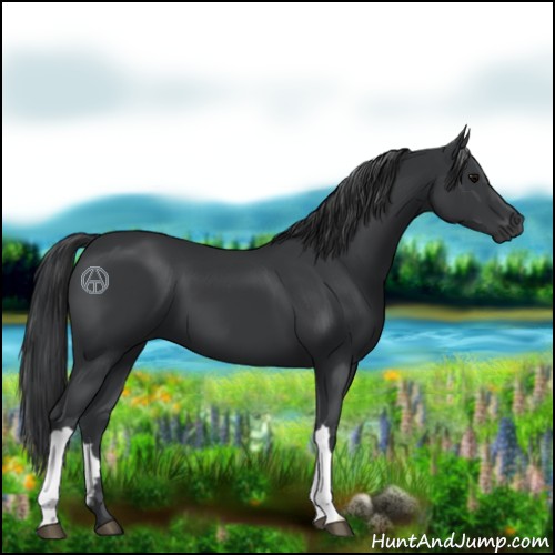 Horse Color:Black 
