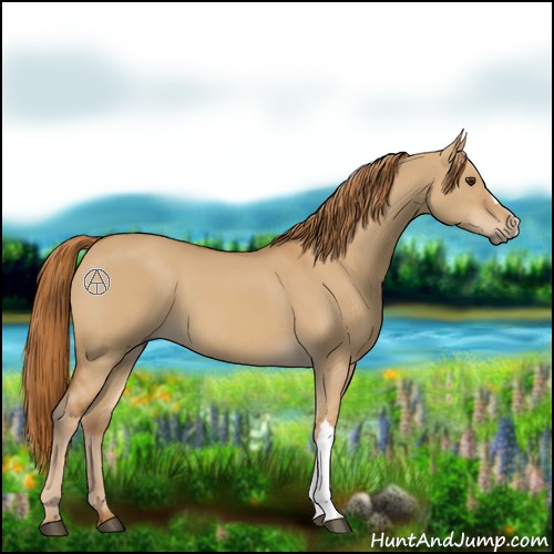 Horse Color:Red Dun 