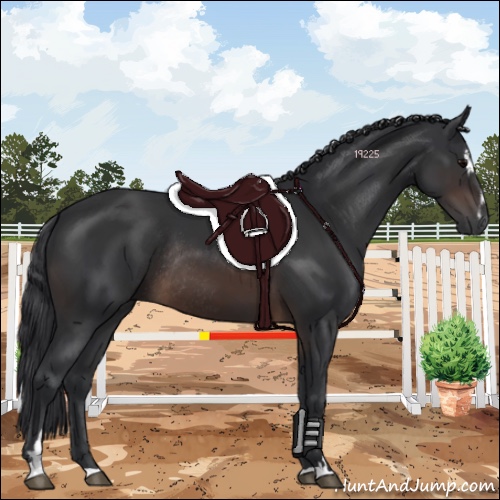 Horse Color:Brown Sabino Rabicano 
