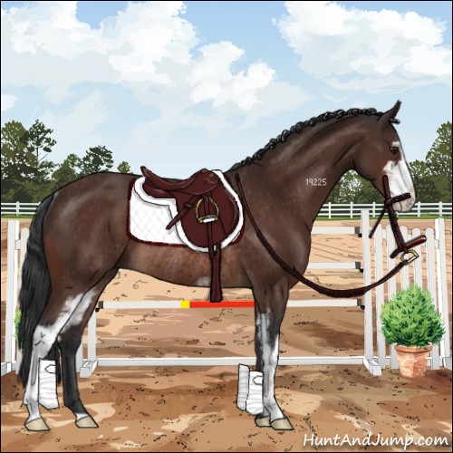 Horse Color:Brown Sabino Rabicano 
