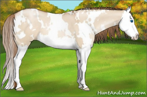 Horse Color:White Spotted Liver Red Dun Pearl Splash