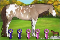 Horse Color:Liver Red Dun Sabino Blanket 