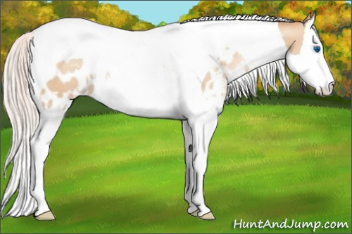 Horse Color:White Spotted Silver Sable Champagne Pearl Splash Tobiano Appaloosa Rabicano 