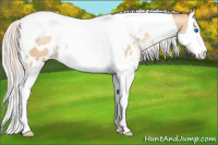 Horse Color:White Spotted Silver Sable Champagne Pearl Splash Tobiano Appaloosa Rabicano 