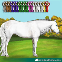 Horse Color:Gray White Spotted Silver Black Pearl Splash  and Gray White Spotted Silver Classic Champagne Pearl Splash Appaloosa Rabicano 