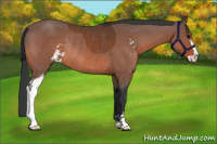 Horse Color:Bay Sabino Rabicano 