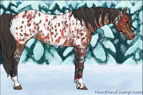 Horse Color:Bay Appaloosa  and Bay Appaloosa Rabicano 