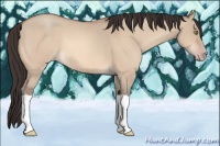 Horse Color:Amber Champagne Dun