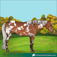 Horse Color:White Spotted Silver Brown