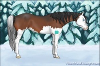 Horse Color:Bay Splash 