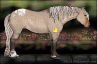 Horse Color:Silver Brown Roan Dun Sabino Appaloosa Rabicano