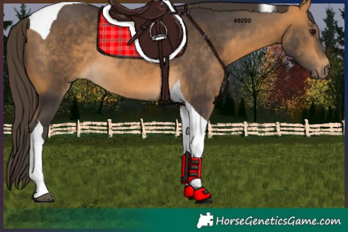 Horse Color:Buckskin Tobiano Rabicano